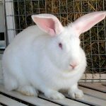 White giant rabbit