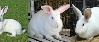 White giant rabbit