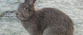 Rabbit-breed-Flanders-Description-features-care-and-maintenance-2