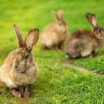 Rabbits in the meadow