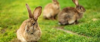 Rabbits in the meadow