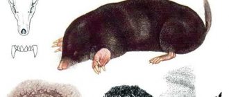 common mole