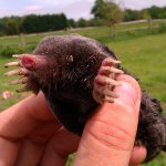 Mole description