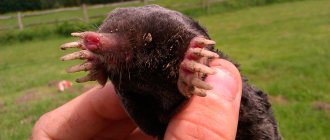 Mole description