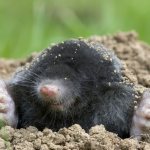 Mole