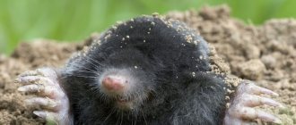 Mole