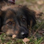 blood in dog&#39;s stool due to injury