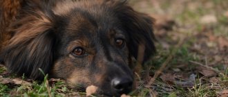 blood in dog&#39;s stool due to injury