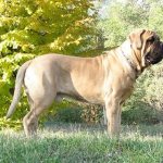 Large-breeds-dogs-Descriptions-names-and-features-of-large-breeds-dogs-2