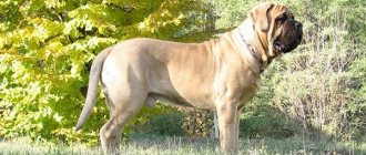 Large-breeds-dogs-Descriptions-names-and-features-of-large-breeds-dogs-2