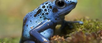 Close-up of a poisonous frog Blue dart frog