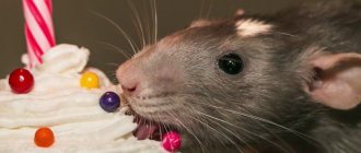 Rat eats sweets