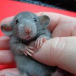 Dumbo blue rat