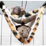 Rats in a hammock