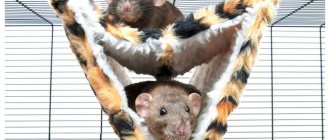 Rats in a hammock