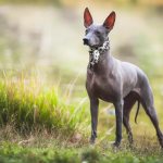 Xoloitzcuintle photo