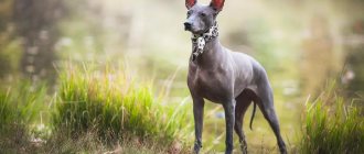 Xoloitzcuintle photo