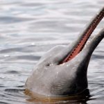 Who are river dolphins