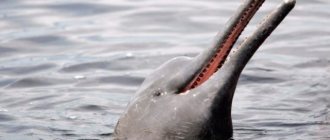 Who are river dolphins