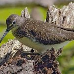 Sandpiper-bird-Lifestyle-and-habitat-of-the-sandpiper-6