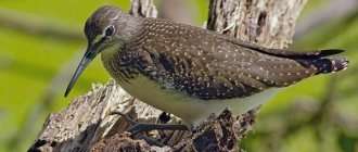 Sandpiper-bird-Lifestyle-and-habitat-of-the-sandpiper-6