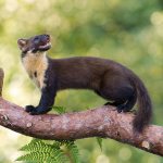 what does a marten look like?