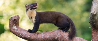 what does a marten look like?