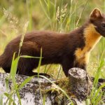 Marten-animal-Description-features-species-lifestyle-and-habitat-of-the-marten-2