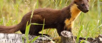 Marten-animal-Description-features-species-lifestyle-and-habitat-of-the-marten-2