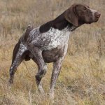 Shorthaired Pointer-hunting-dog-Description-features-character-care-and-price-of-breed-7