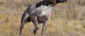 Shorthaired Pointer-hunting-dog-Description-features-character-care-and-price-of-breed-7