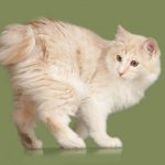 Kurilian Bobtail