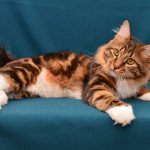 Kurilian Bobtail