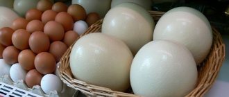 Chicken and ostrich eggs