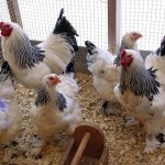 Brahma chickens