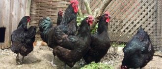 Jersey Giant Chickens