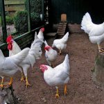 Leghorn chickens