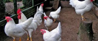 Leghorn chickens