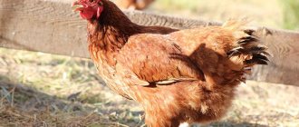 Rhodonite chickens