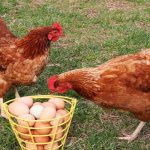 Redbred chickens and eggs