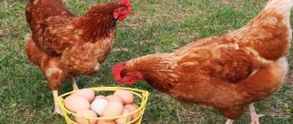 Redbred chickens and eggs