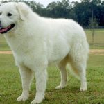 Kuvasz - The largest dogs in the world