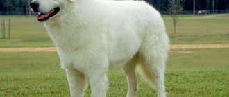 Kuvasz - The largest dogs in the world