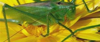 Grasshopper green