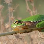 Tree frog