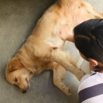 Labrador lies on the floor