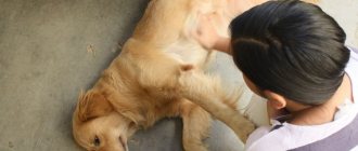 Labrador lies on the floor