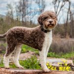 Lagotto Romagnolo haircut