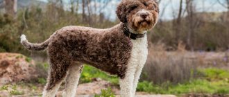 Lagotto Romagnolo haircut