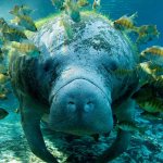 Manatee animal